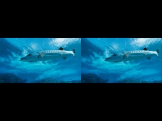 The Ultimate Wave Tahiti 3D Trailer (стереопара)